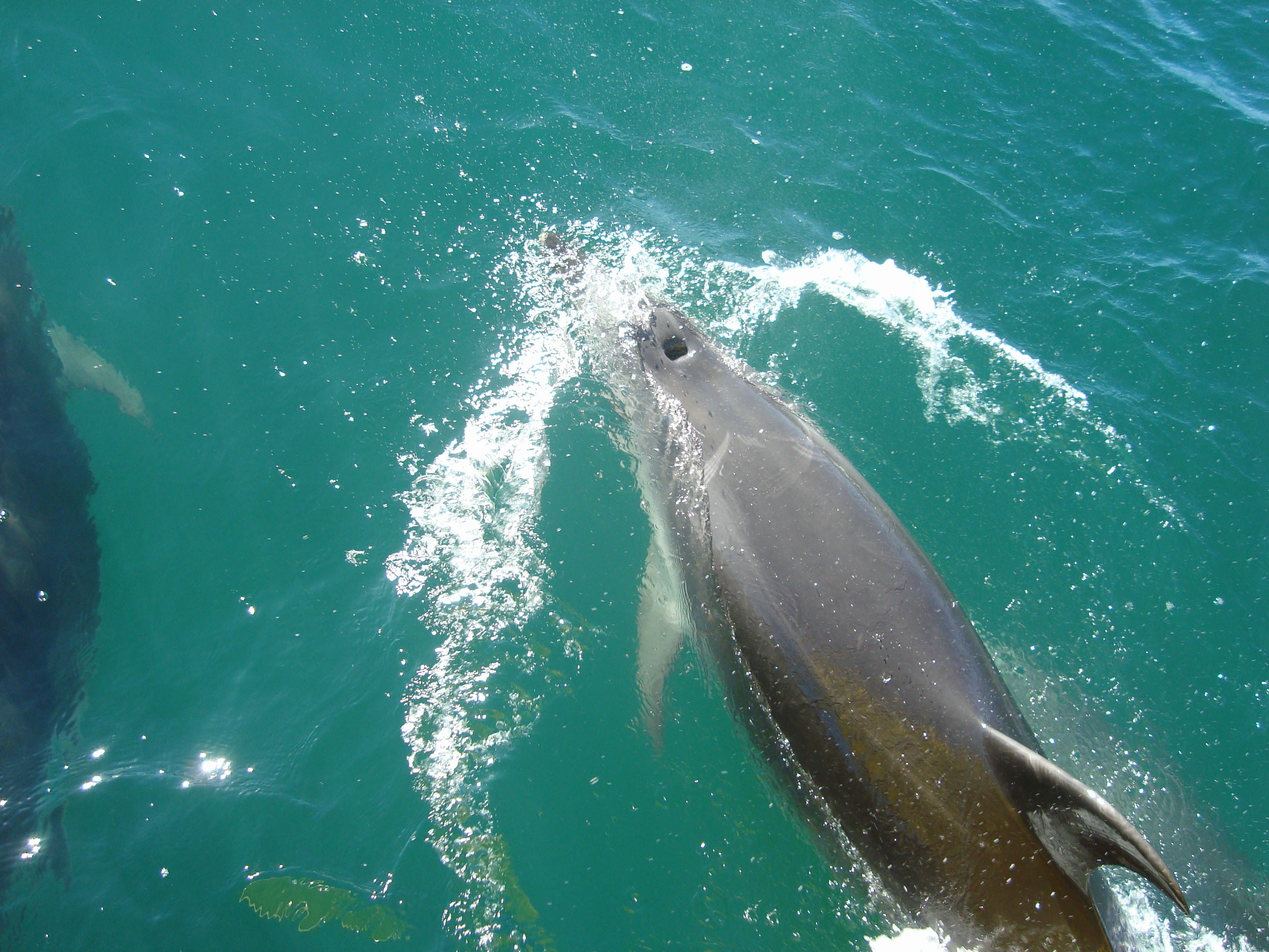 Dolphin breaching the surface of crystal clear turquoise waters in the Bay of Islands with water droplets and foam creating a dynamic splash