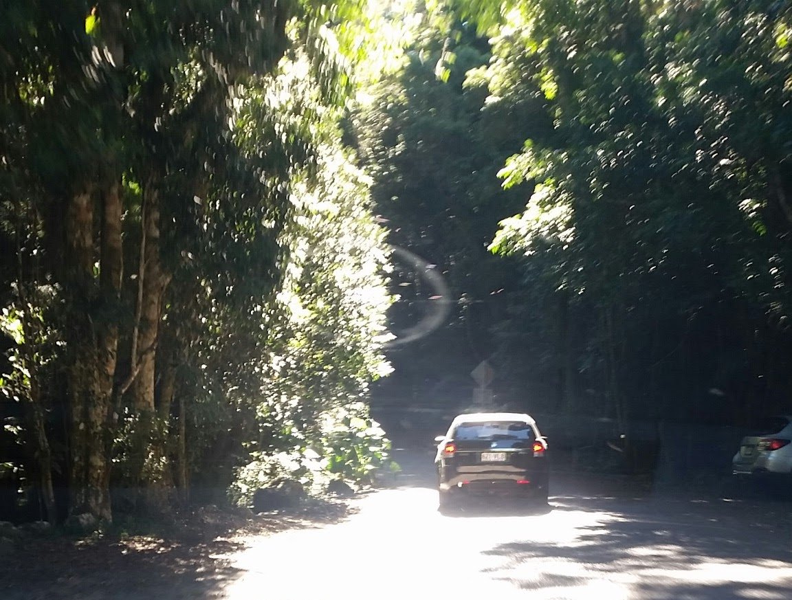 Mountain drive up to O'Reilly's Treetop Walk, Lamington National Park, Queensland