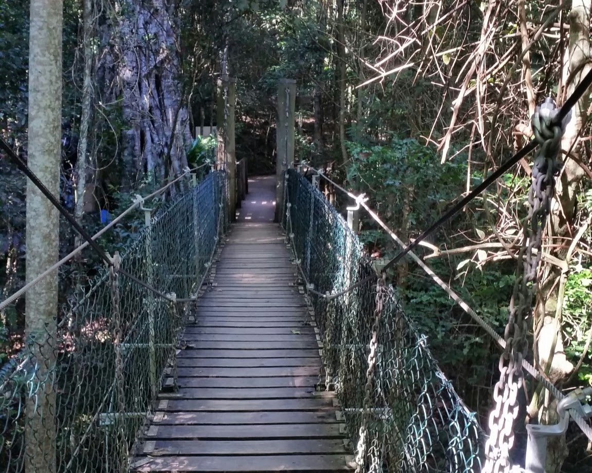 Suspension bridge on O'Reilly's Treetop Walk, Lamington National Park, Queensland