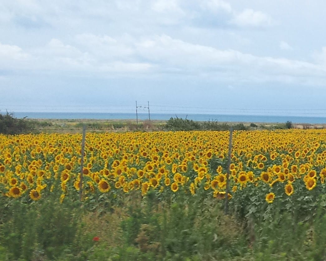 Sunflower field stretching toward the sea while driving through Tuscany, Italy
